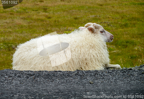 Image of Icelandic sheep in Iceland