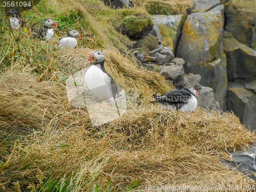 Image of Atlantic puffin