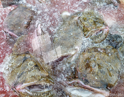 Image of angler fishes