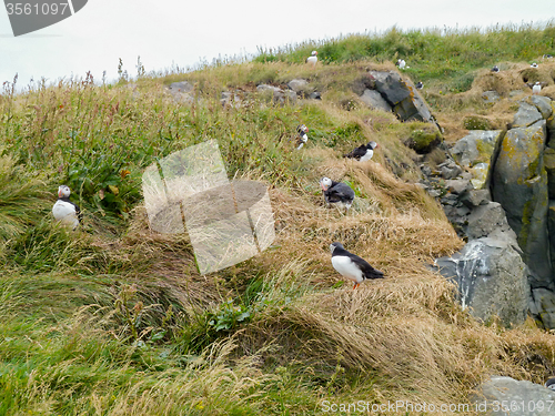 Image of Atlantic puffin