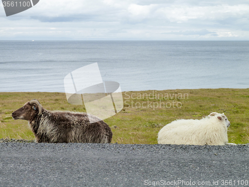 Image of Icelandic sheep in Iceland