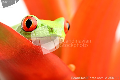 Image of red-eyed tree frog on plant