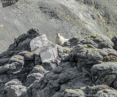 Image of Icelandic sheep in Iceland