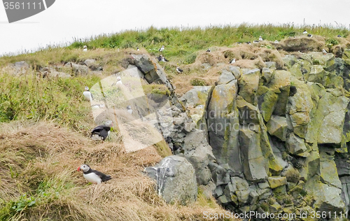 Image of Atlantic puffin