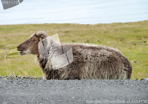 Image of Icelandic sheep in Iceland