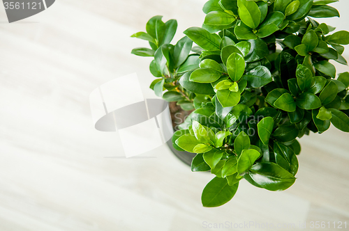 Image of fresh green plant closeup indoore background