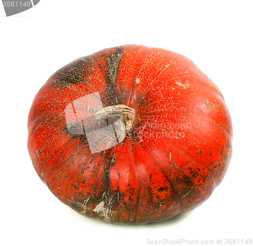 Image of Red ripe pumpkin