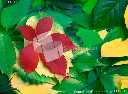 Image of Background of multicolor autumnal leafs