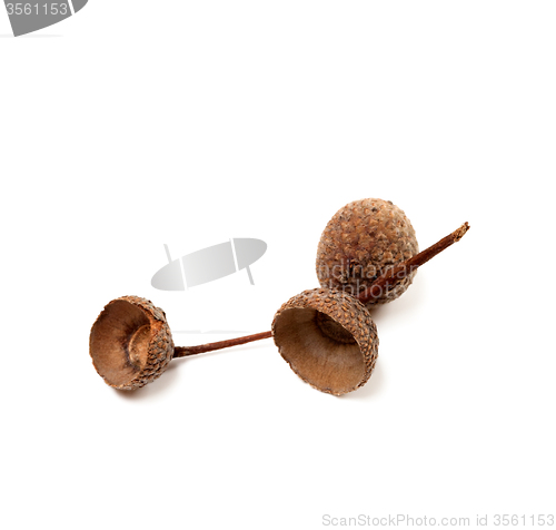 Image of Empty autumn acorn hats