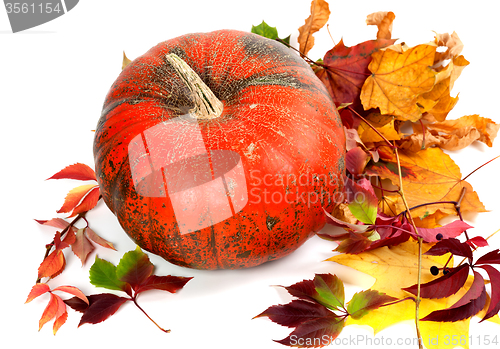 Image of Red ripe pumpkin and multicolor autumn leaves