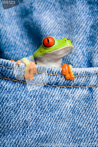 Image of frog in pocket