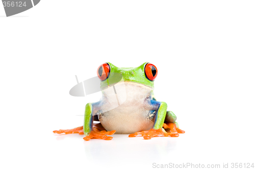 Image of frog isolated on white