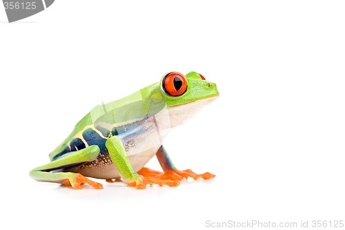 Image of red-eyed tree frog isolated on white