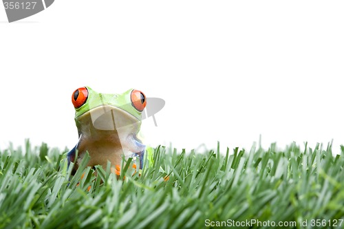 Image of red-eyed tree frog in grass isolated