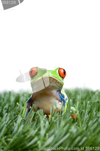 Image of red-eyed tree frog in grass