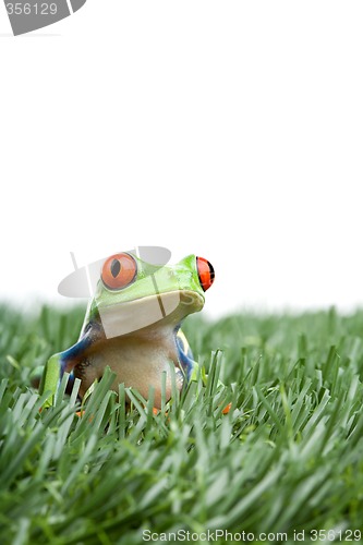 Image of red-eyed tree frog in grass