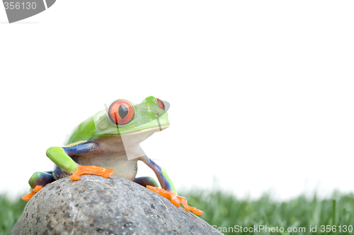 Image of red-eyed tree frog on rock