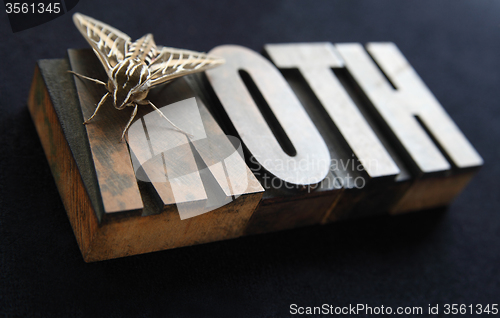 Image of Sphinx moth on old wood type word