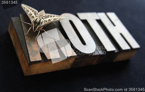 Image of Sphinx moth on old wood type word