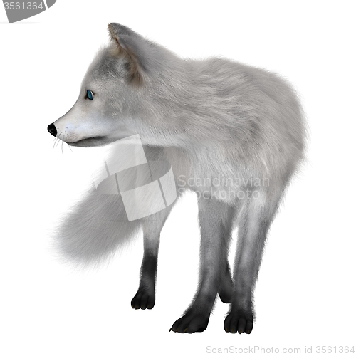 Image of Arctic Fox