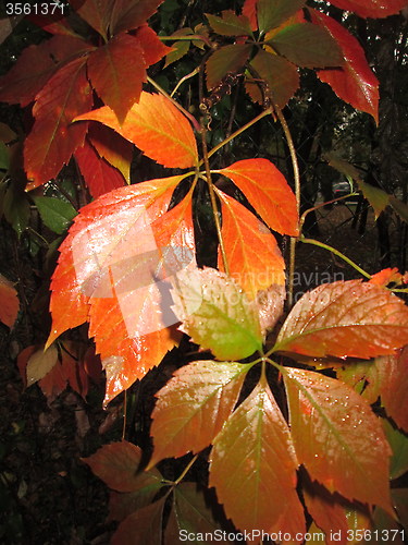 Image of Autumn leafs