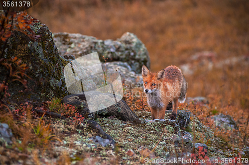 Image of Red fox 