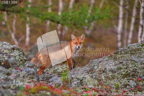 Image of Red fox 