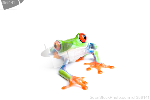 Image of frog closeup isolated on white