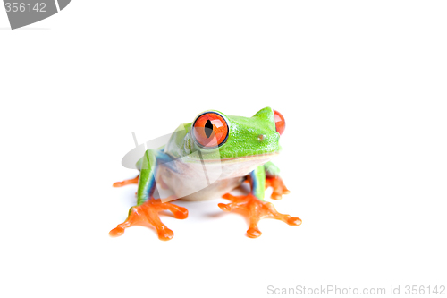 Image of red-eyed tree frog isolated on white