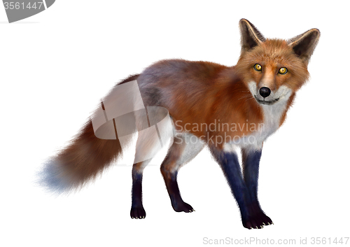 Image of Red Fox