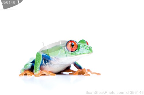 Image of red-eyed tree frog