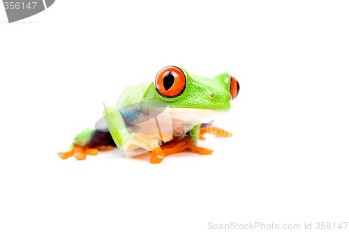 Image of frog closeup on white