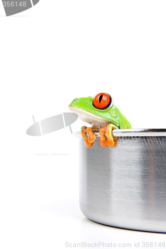 Image of red-eyed tree frog in cooking pot