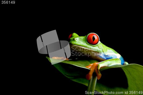 Image of frog on a leaf isolated black