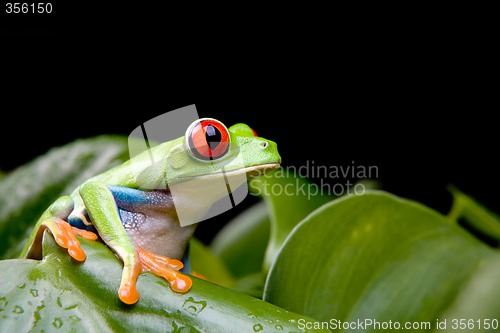 Image of red-eyed tree frog on plant