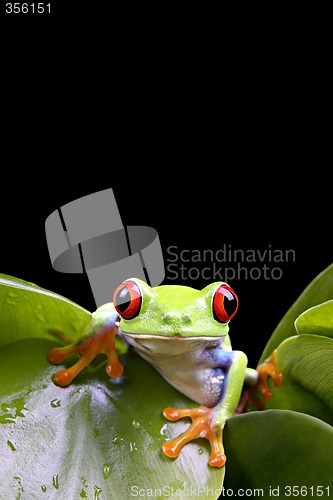 Image of frog on plant isolated black
