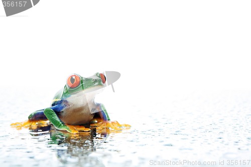 Image of frog with water droplets