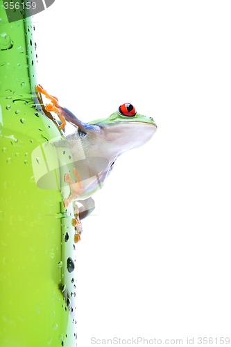 Image of frog on glass isolated white