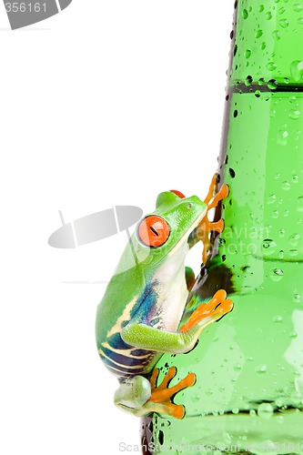 Image of red-eyed tree frog on bottle isolated