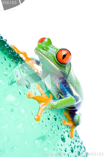 Image of frog on bottle isolated white