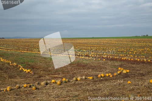 Image of Pumpkin ield