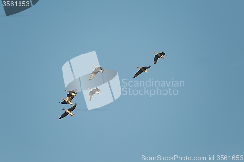 Image of Geese Flying