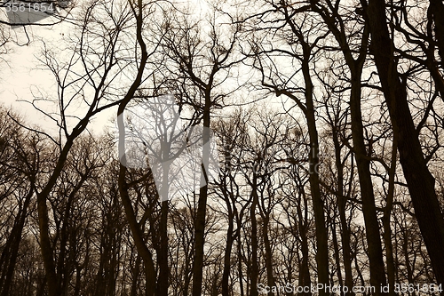 Image of Bare trees