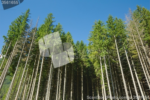 Image of Forest