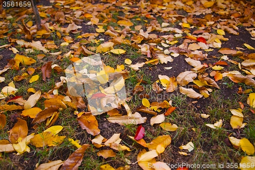 Image of Fallen leaves