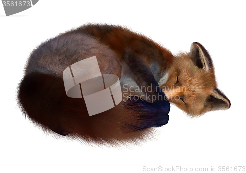 Image of Red Fox