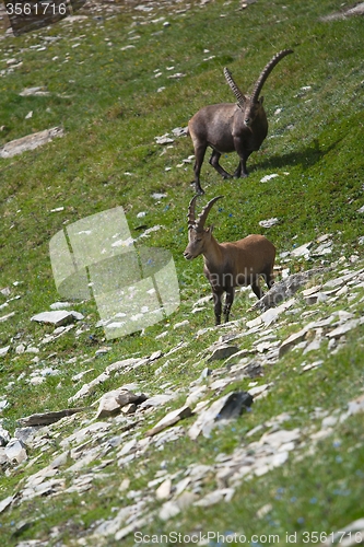 Image of Alpine Ibex