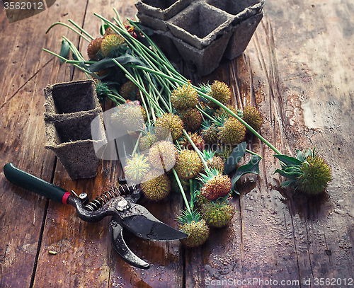 Image of Cut autumn plants