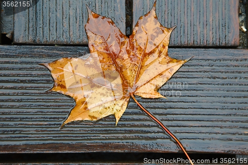 Image of Fallen Leaf