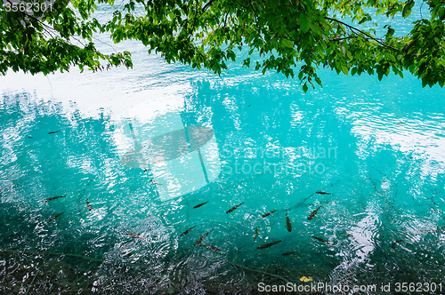 Image of Clear water of Plitvice Lakes, Croatia